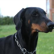 Dobermann GOF Dynamic DEA