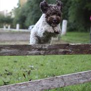 Lagotto romagnolo Balu