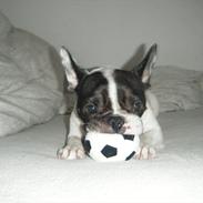Fransk bulldog Gizmo † 2011
