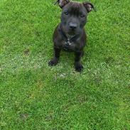Staffordshire bull terrier Emma