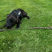 Staffordshire bull terrier Emma