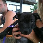 Staffordshire bull terrier Emma