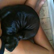 Staffordshire bull terrier Emma