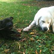 Staffordshire bull terrier Emma