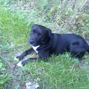 Blanding af racer tyson