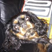 Cavalier king charles spaniel Trille
