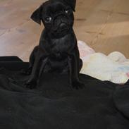 Mops Herman