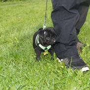 Mops Herman