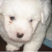 Coton de tulear Chico