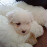 Coton de tulear Chico