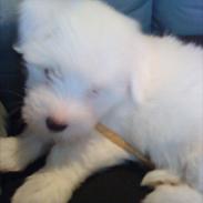 Coton de tulear Chico