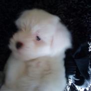 Coton de tulear Chico