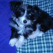 Blanding af racer basse