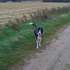 Blanding af racer Bølle