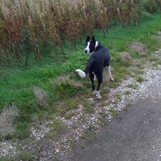 Blanding af racer Bølle