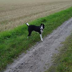 Blanding af racer Bølle