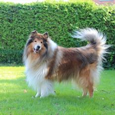 Collie langhåret Tiger