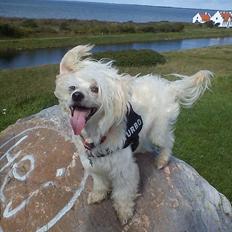 Chinese crested powder puff Bumle <3