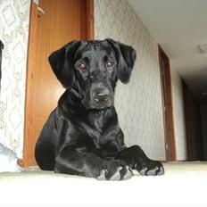 Labrador retriever Jessy <3 R.I.P ;(