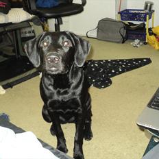 Labrador retriever Jessy <3 R.I.P ;(