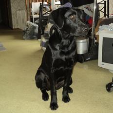 Labrador retriever Jessy <3 R.I.P ;(