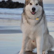 Alaskan malamute Chunta *RIP*