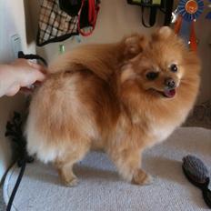 Pomeranian Pomzoo's Ice On Fire Amy