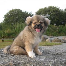 Tibetansk spaniel Chulo's Rang-Po (Rangle)