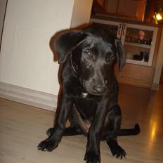 Blanding af racer Molly