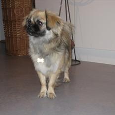 Tibetansk spaniel Bianca (Chulo)