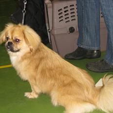 Tibetansk spaniel Chulo's Rdorje