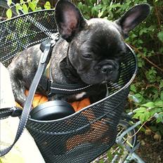 Fransk bulldog Laban