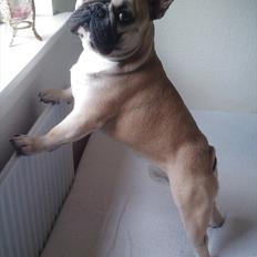 Fransk bulldog Mickey