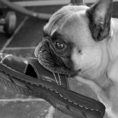 Fransk bulldog Monty