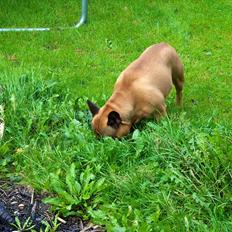 Fransk bulldog Monty