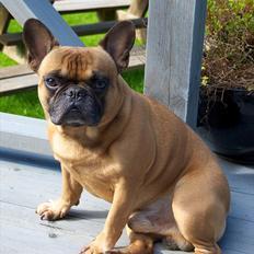 Fransk bulldog Monty