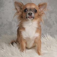 Chihuahua Xenia From Paradies