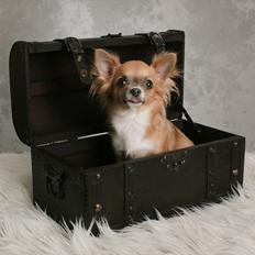 Chihuahua Xenia From Paradies