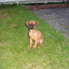 Griffon petit brabancon Alma