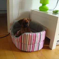 Griffon petit brabancon Alma