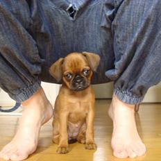 Griffon petit brabancon Alma