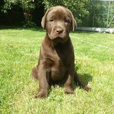 Labrador retriever Soya