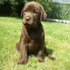 Labrador retriever Soya