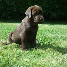 Labrador retriever Soya
