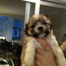 Lhasa apso Madison Secretariat