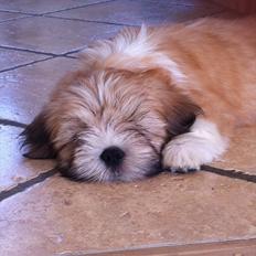 Lhasa apso Madison Secretariat