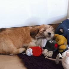 Lhasa apso Madison Secretariat