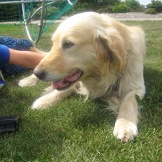 Golden retriever Rolf