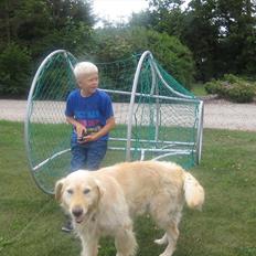 Golden retriever Rolf