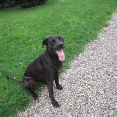 Blanding af racer ¨Bella 